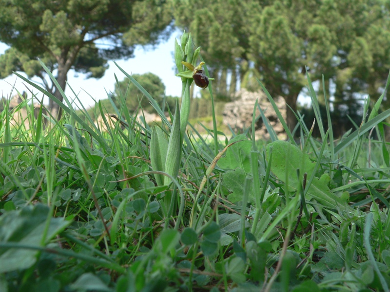 ophrys sphegodes